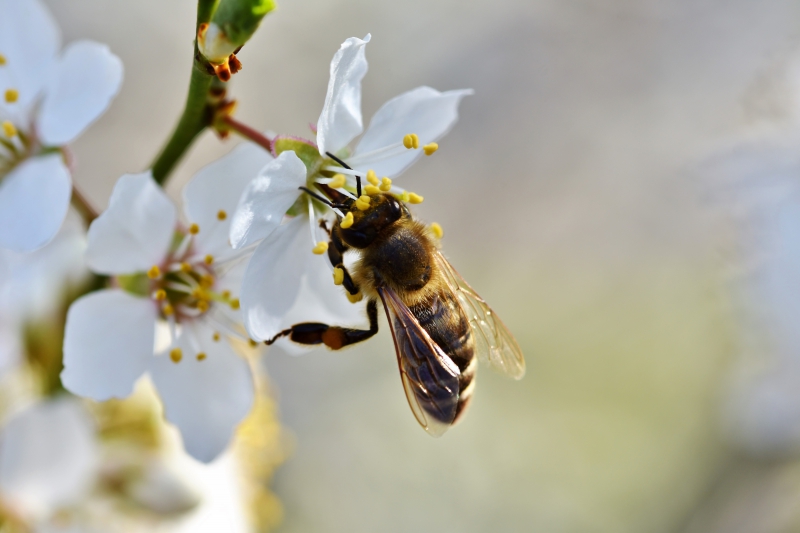 jardinerie-VALBONNE-min_bee-4092986